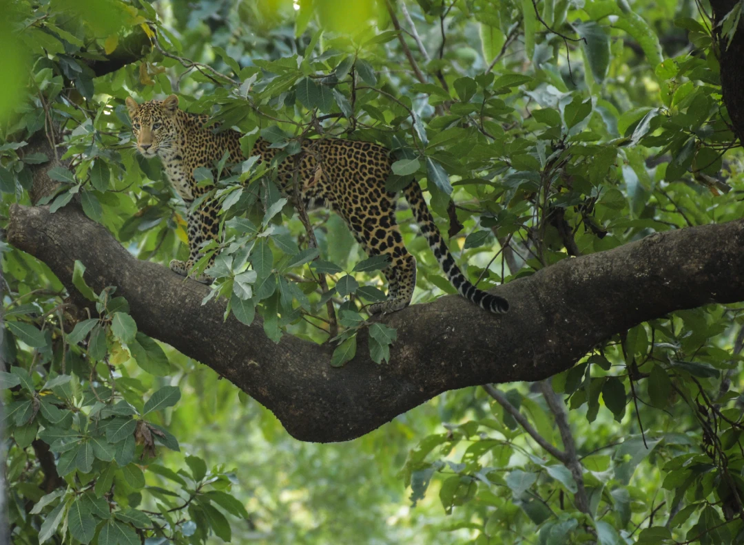 A leopard resting on a tree branch in Satpura