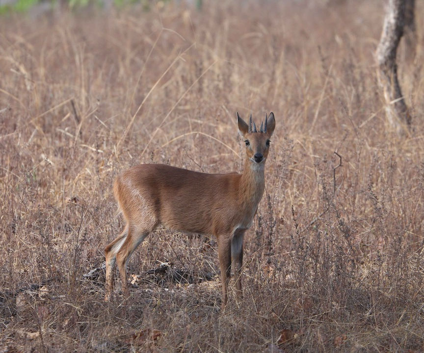 A deer standing in dry Satpura grassland