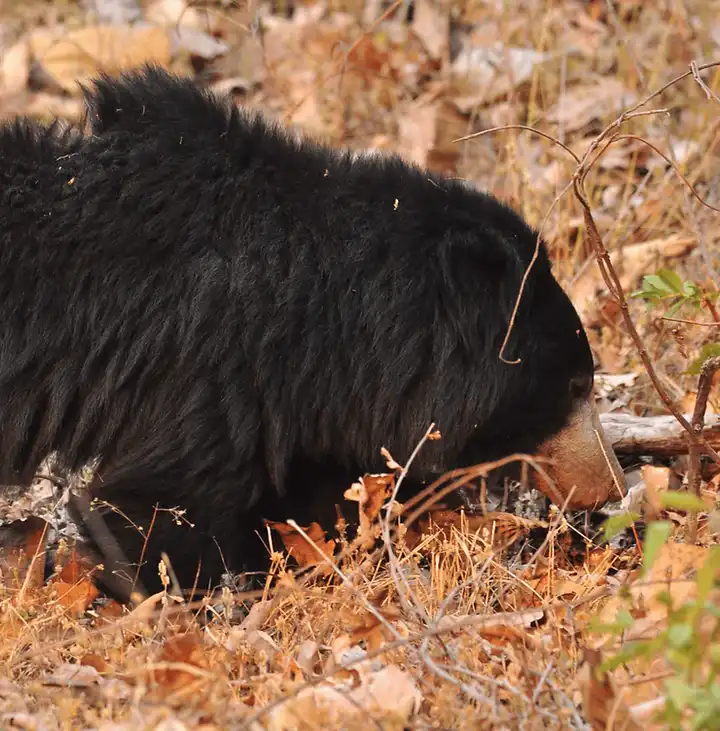 Sloth bear in dry leaves