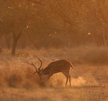 Spotted deer in dusty forest light