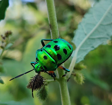 Green insect on leaf