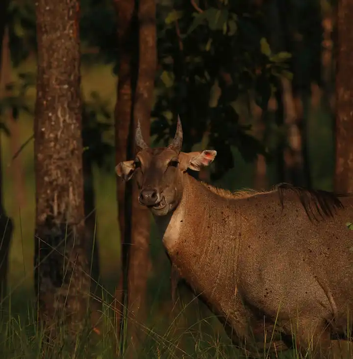 Sambar deer in the forest