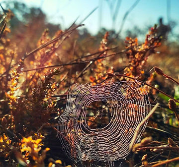 Spider web in amber forest light