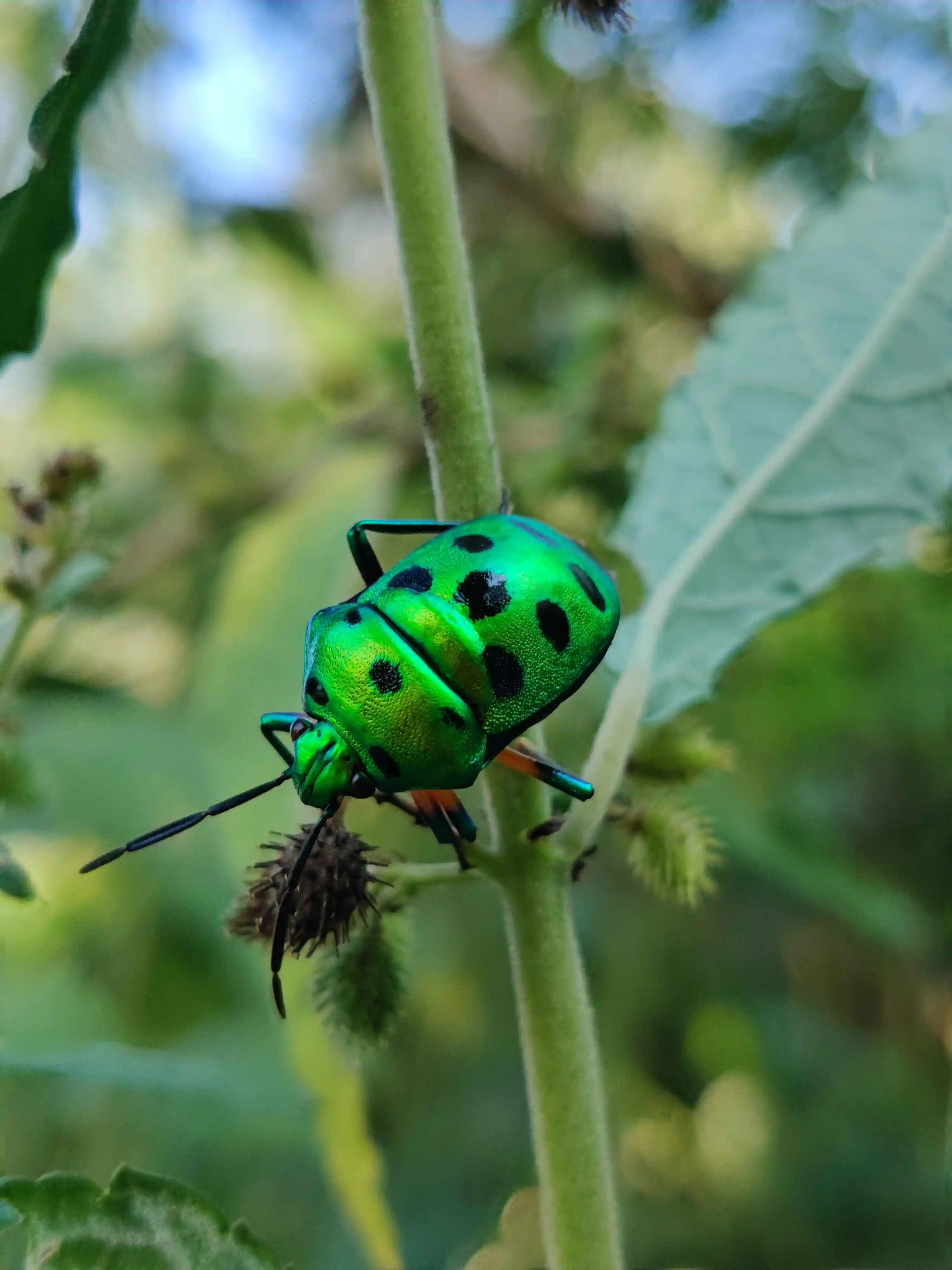 Green jewel beetle on a plant stem