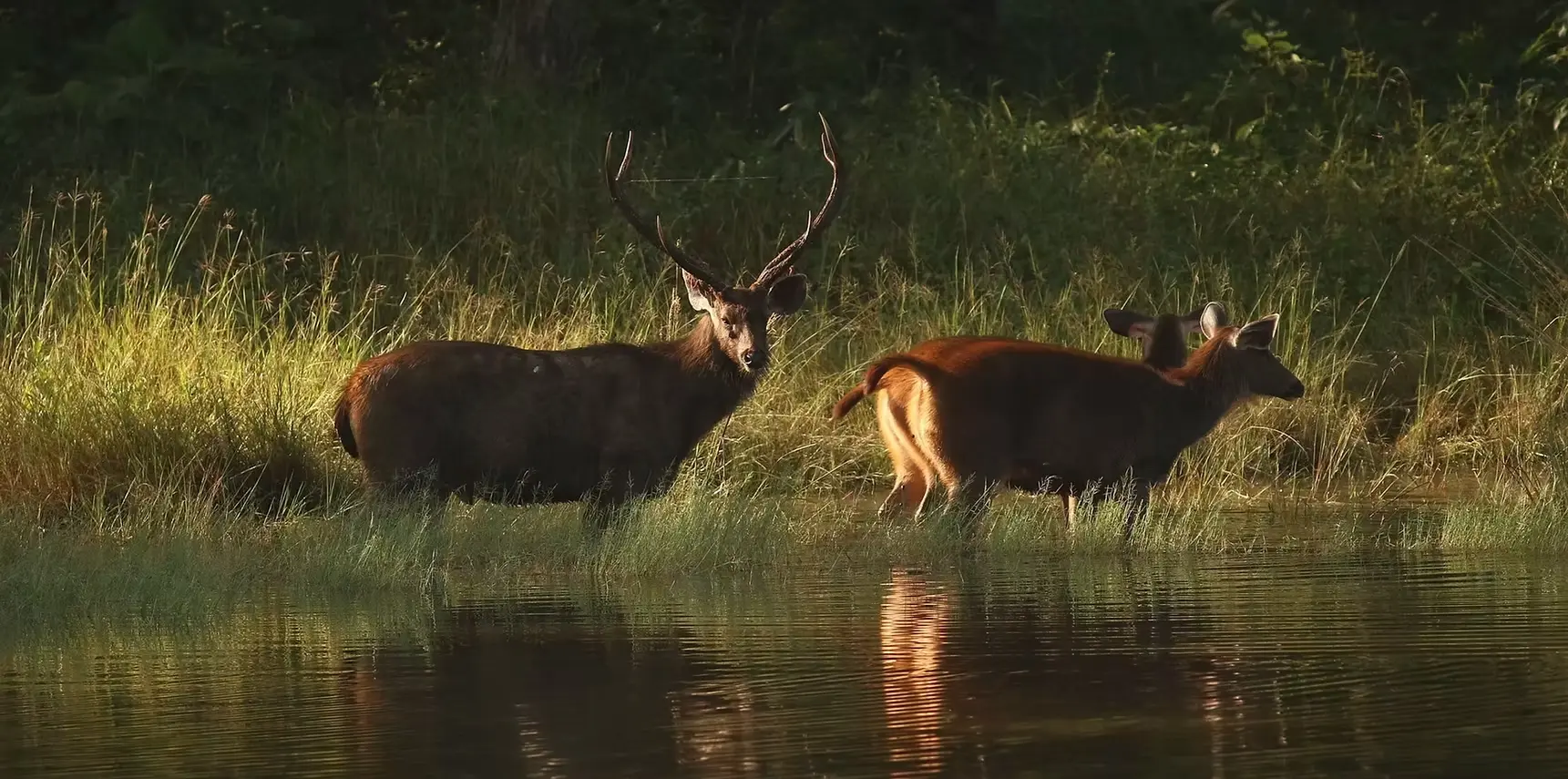 Two deer standing in water among forest grasses