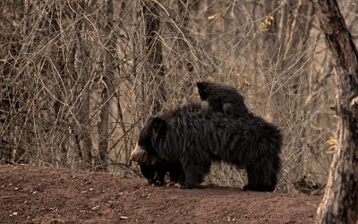 Walking in Bear Country