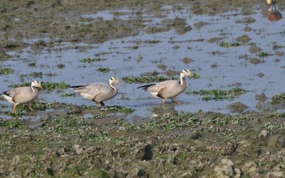 The Bar-headed Geese