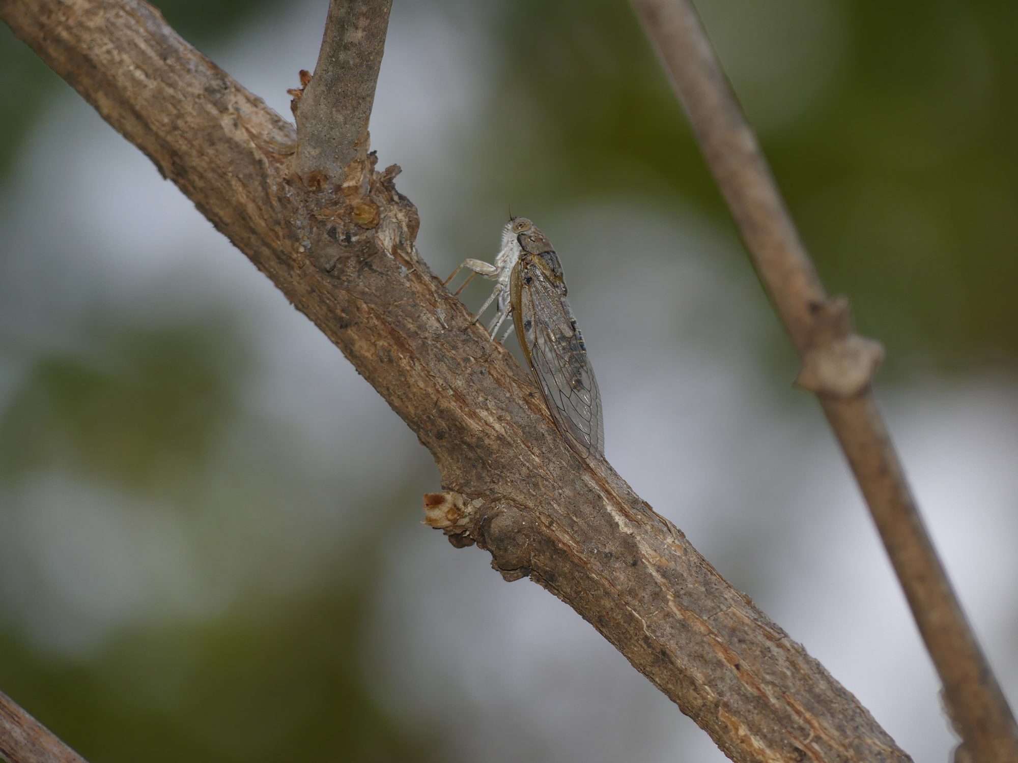 https://forsythlodge.com/wp-content/uploads/2017/04/Platypleura-basialba-8.1-scaled.jpg