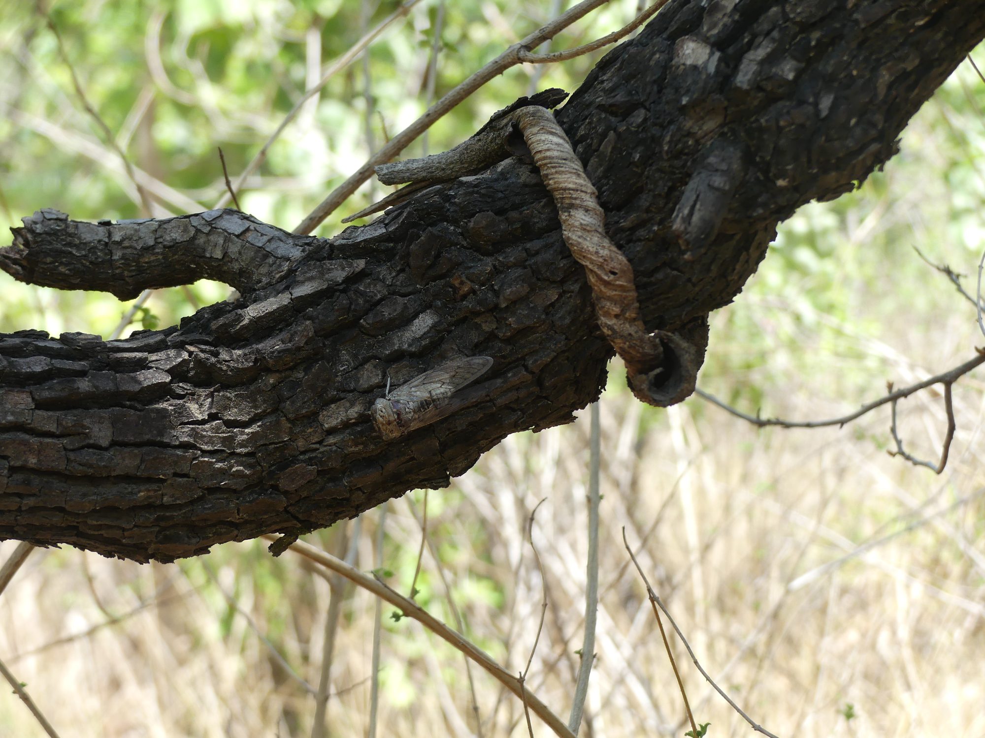 Platypleura Polita