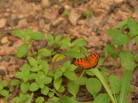 Naturalist’s Fever