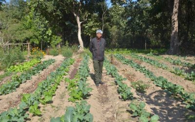 The Organic Garden at Forsyth Lodge