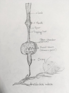 Pipervine of Aristolochisaceae family