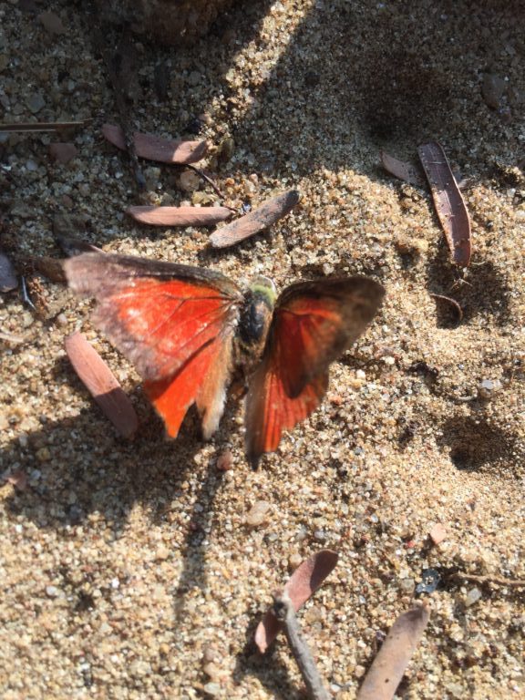 Butterfly in Satpura
