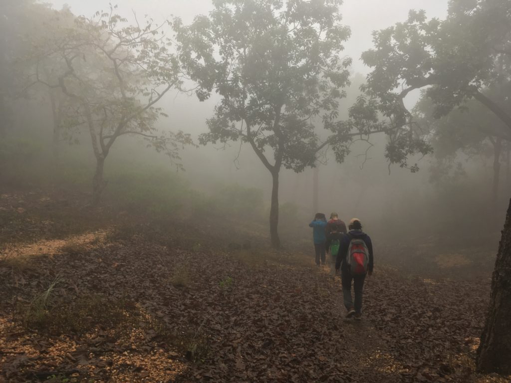 Jungle Walk