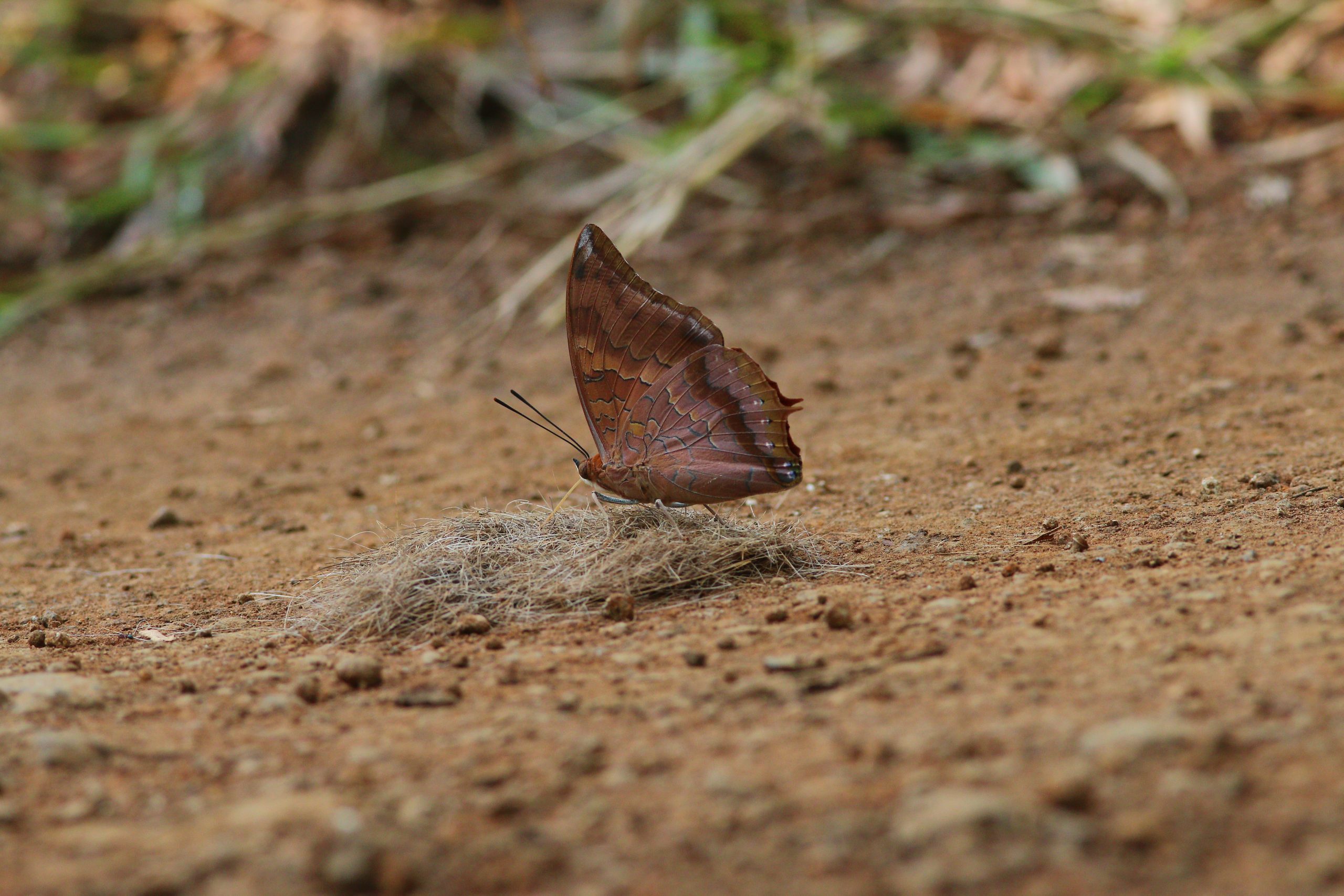 Butterflies in Satpura