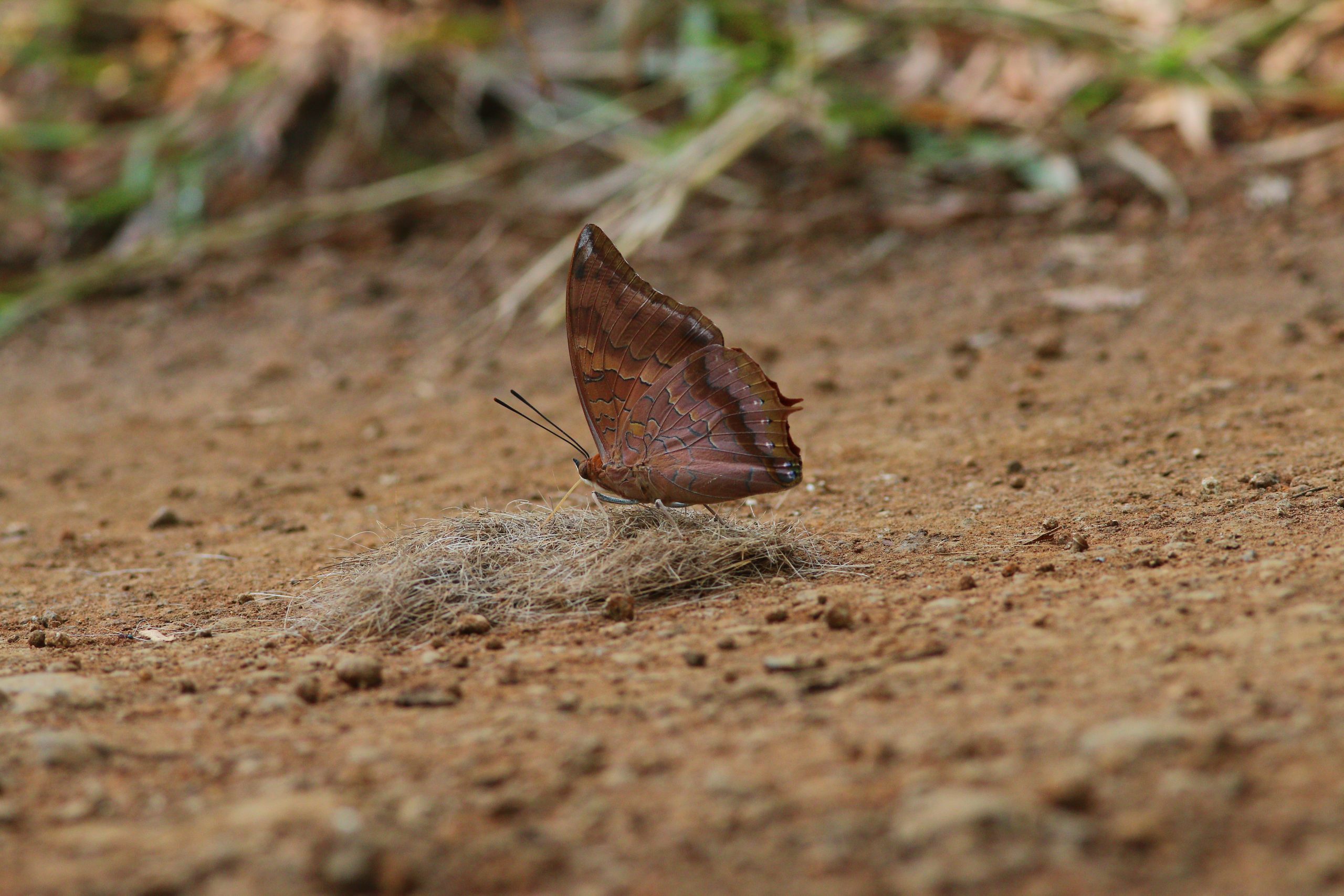 A Walk in the Satpura Park