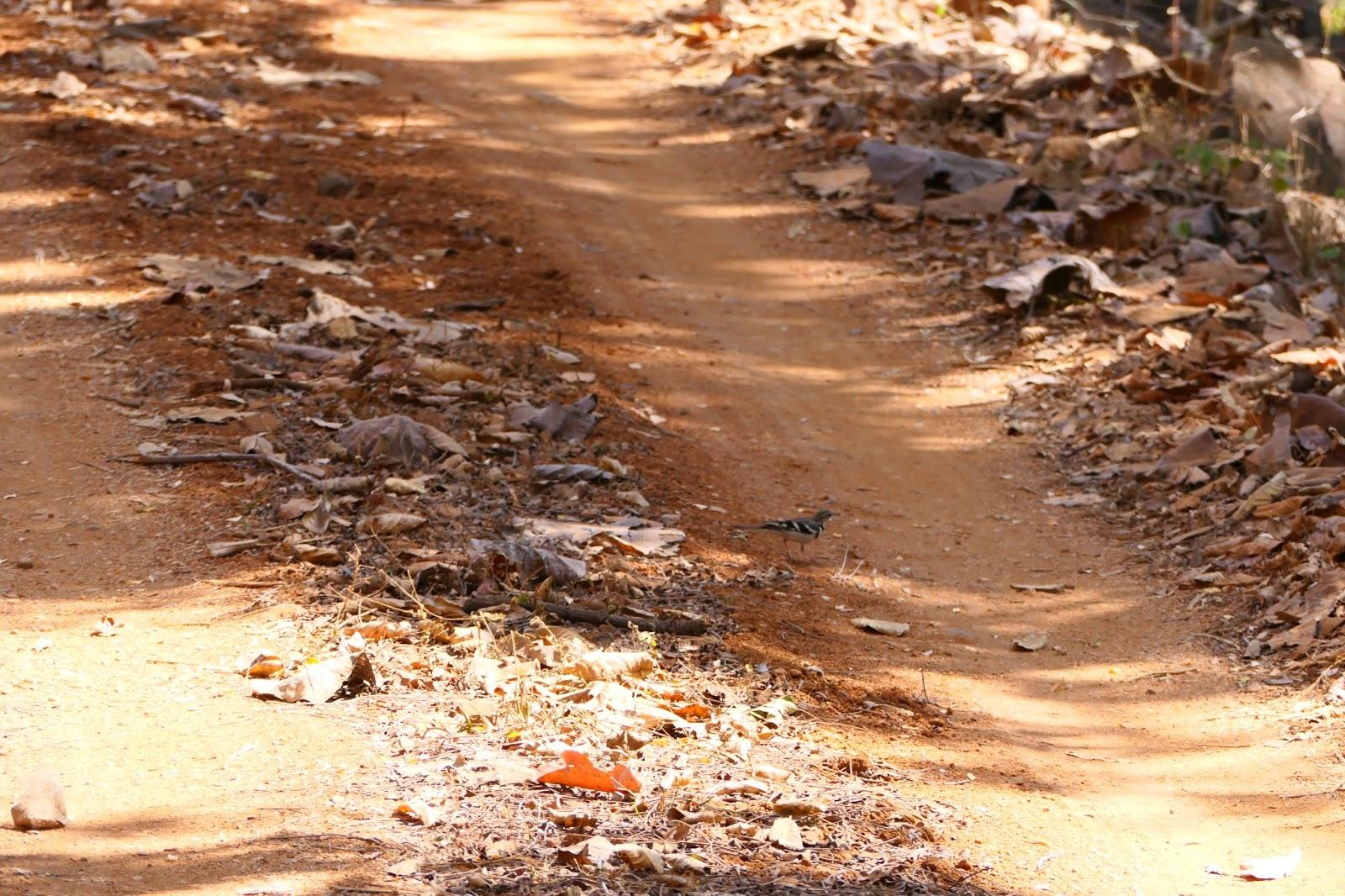 Dry Leaf Litter Track by Depanker Mukherji