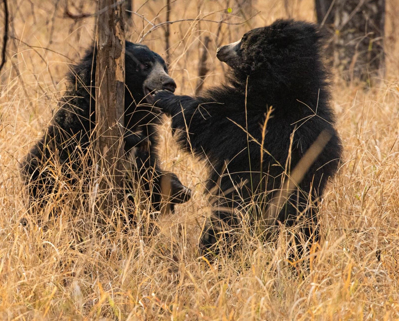 Sloth Bear and Cub by Animesh Manna