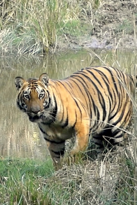 Tigers of Satpura