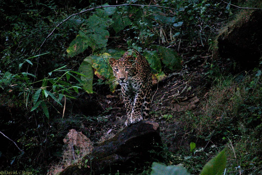 Leopards of Satpura
