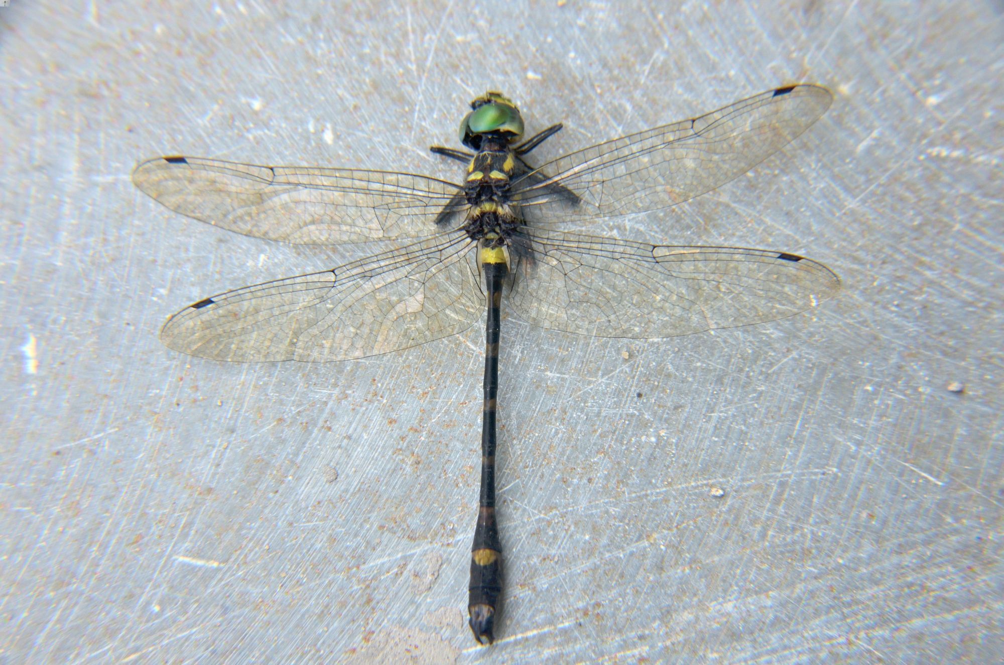 Dragonfly Species in Satpura