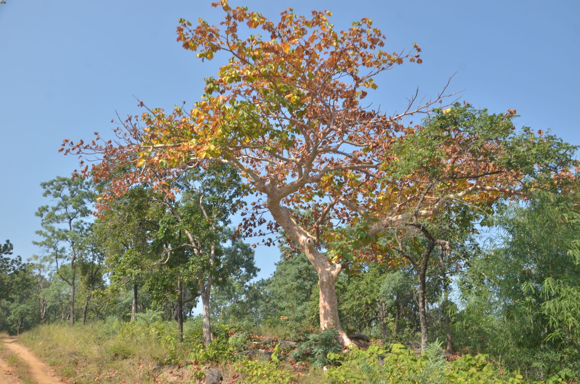 The Ghost Tree