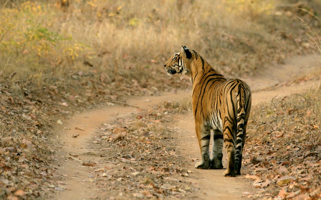 Know about Satpura Tiger Reserve