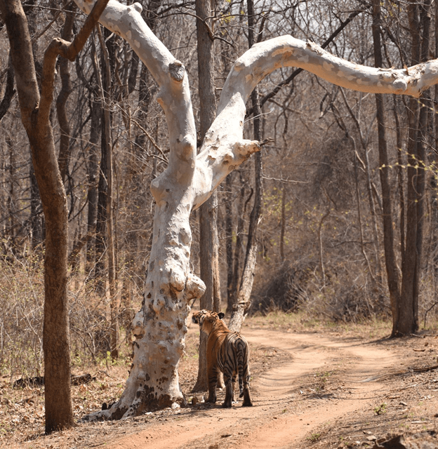 Satpura Tiger Reserve