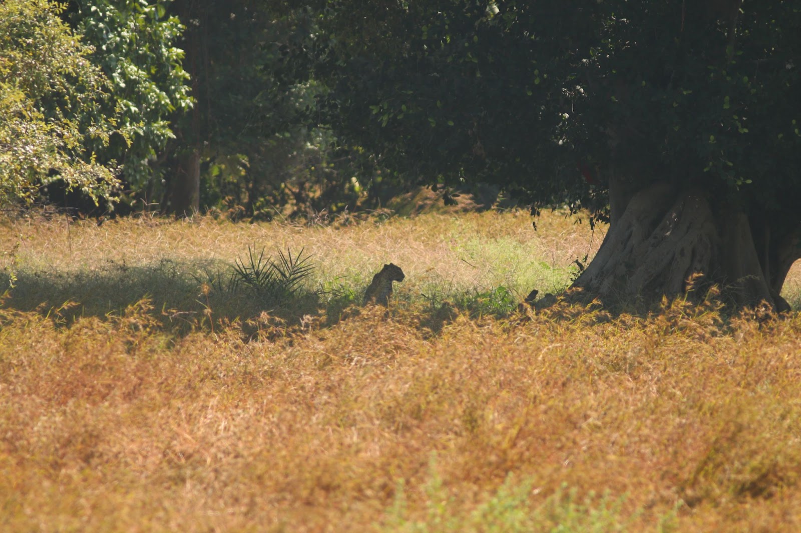 Leopard in Satpura Safari