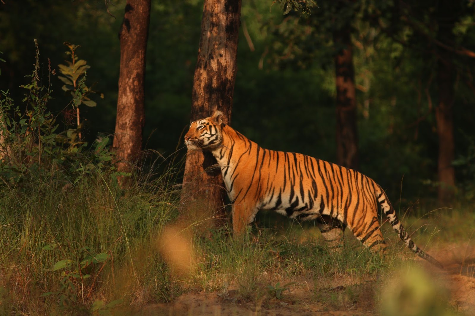 Tigress spotted in the Satpura Jungle