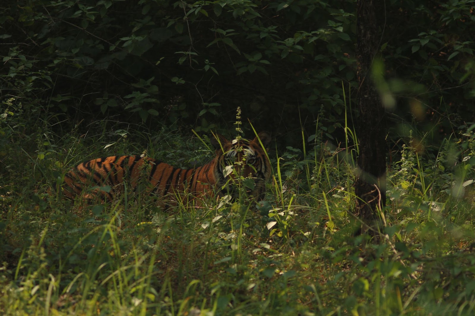 Satpura Wildlife