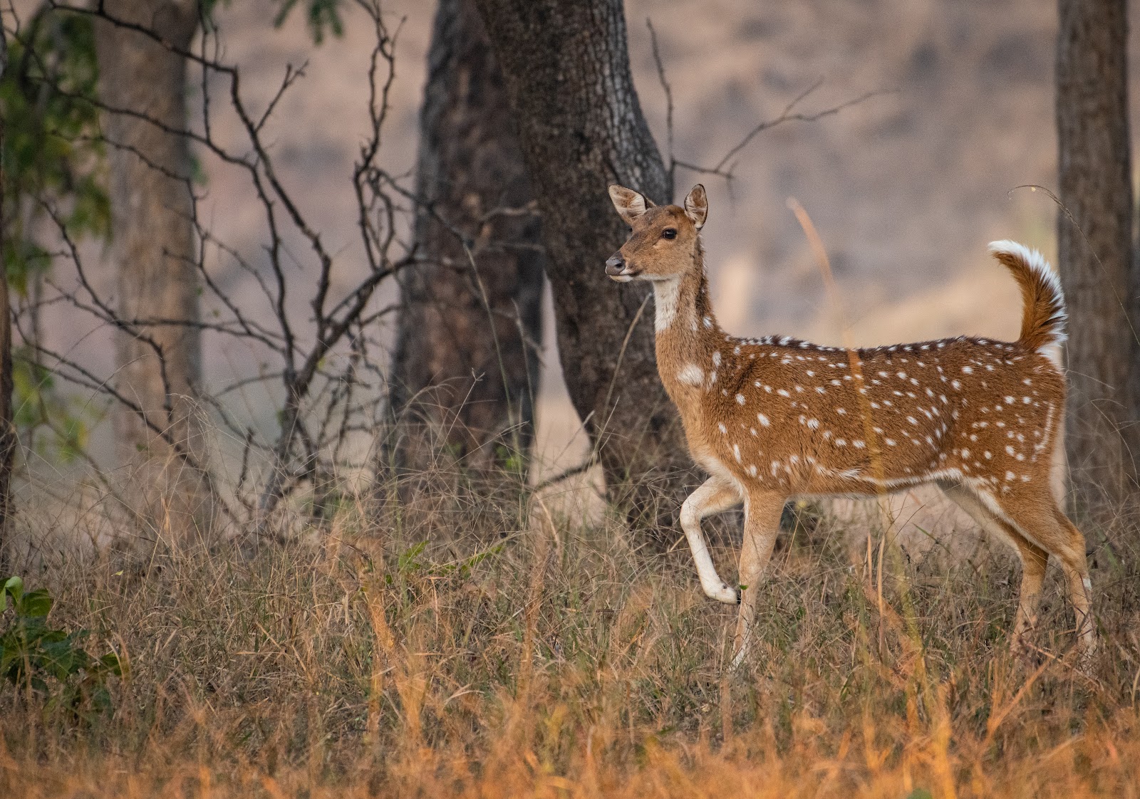 Spotted deer in distress