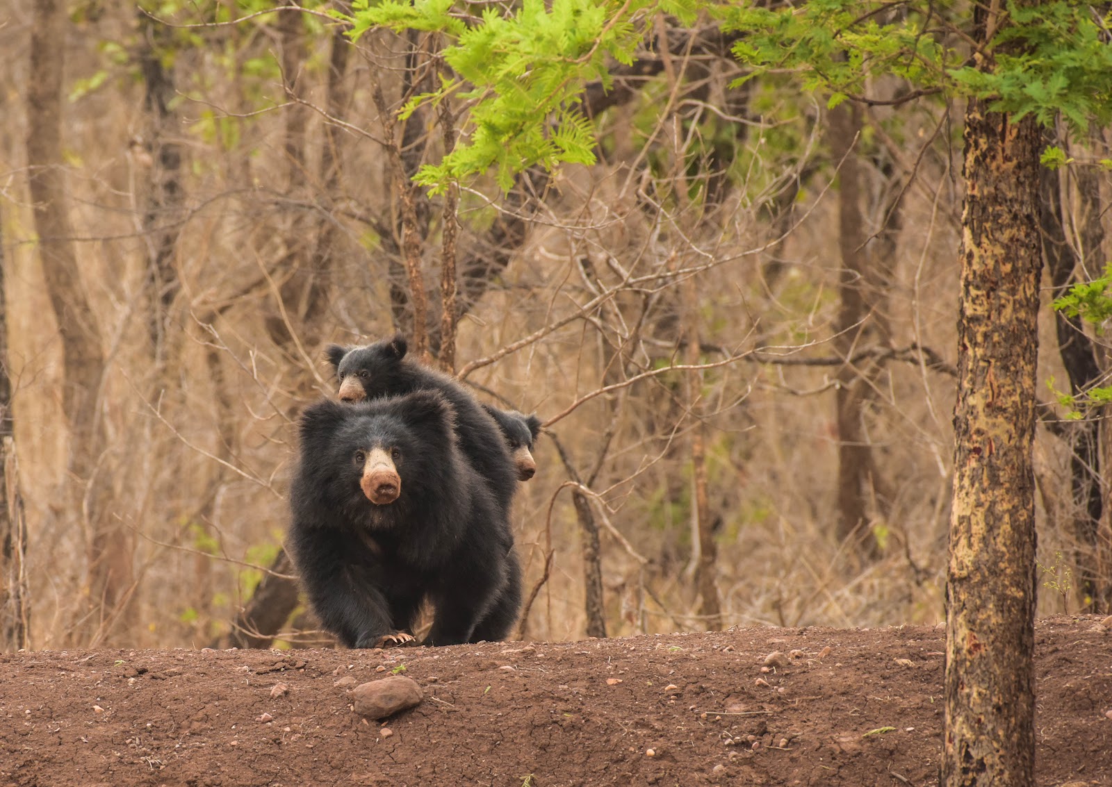 Sloth Bear and the cubs
