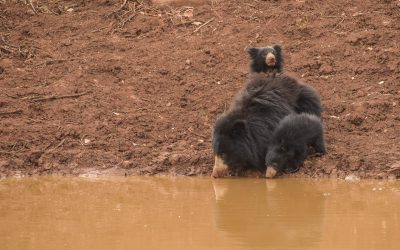 Best Time to Visit Satpura National Park