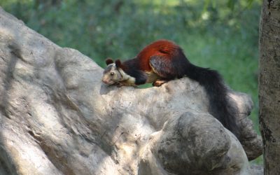 Indian Giant Squirrel – Nanhi the Mascot of Satpura