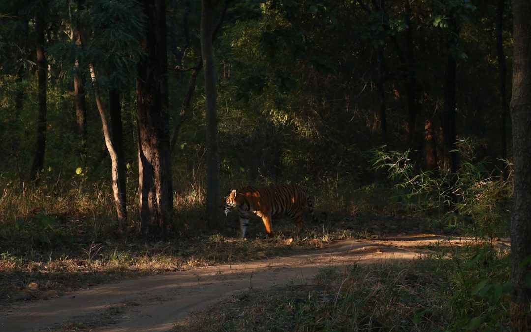Why Do We Need to Save Tigers?