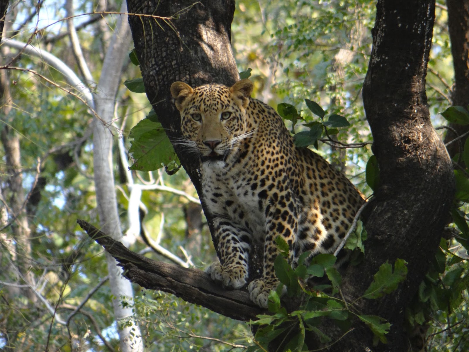 leopard - resting on a tree
