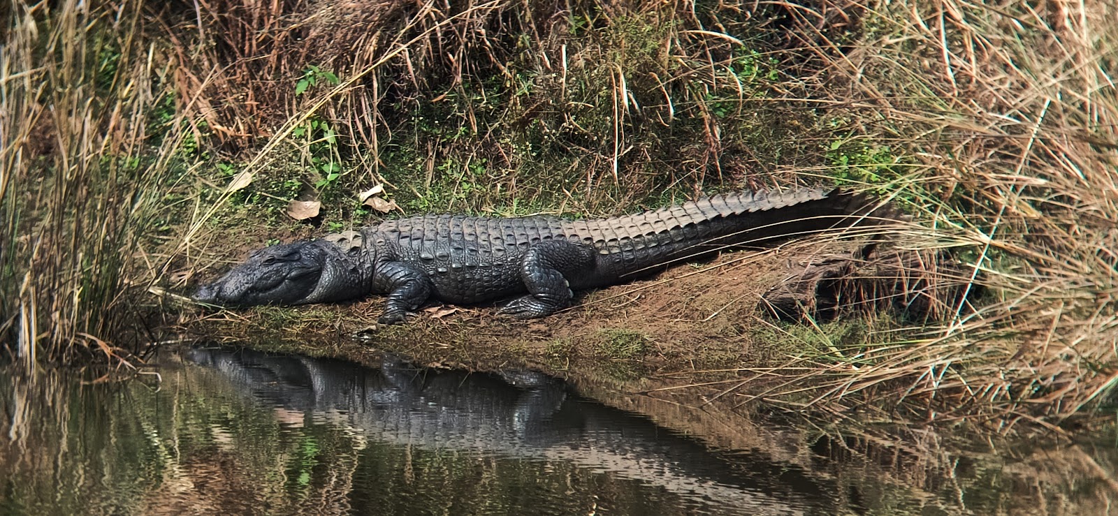 Alligator in Satpura tiger reserve