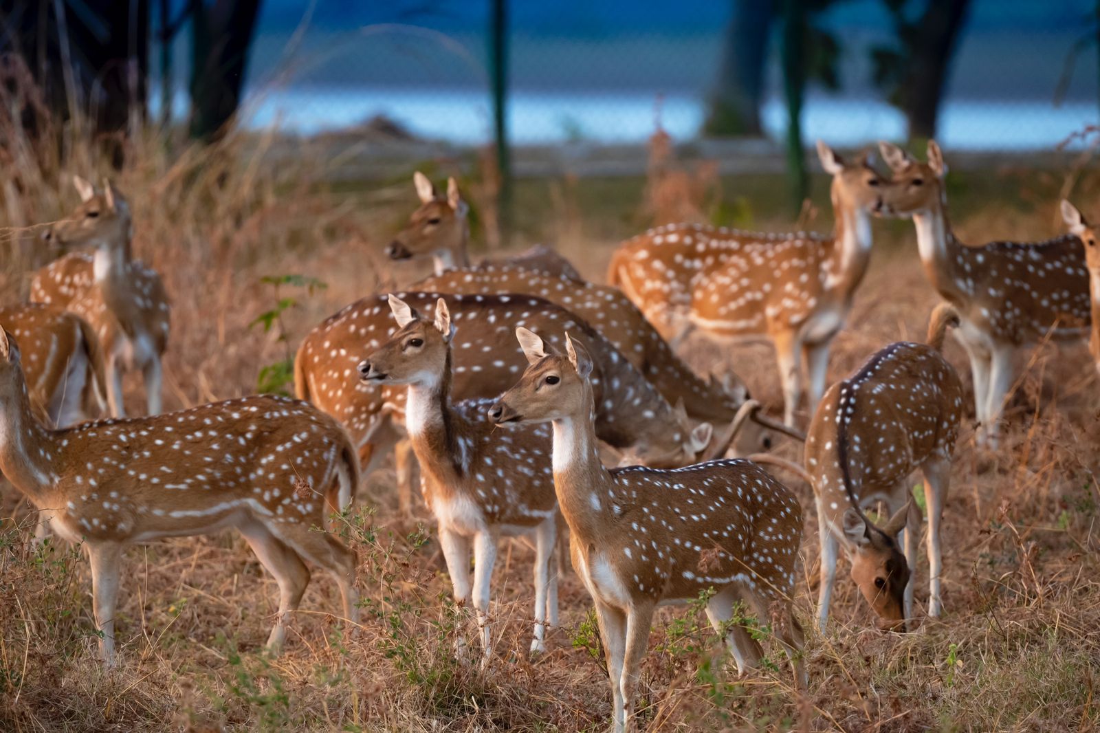 Deer in Satpura tiger reserve 