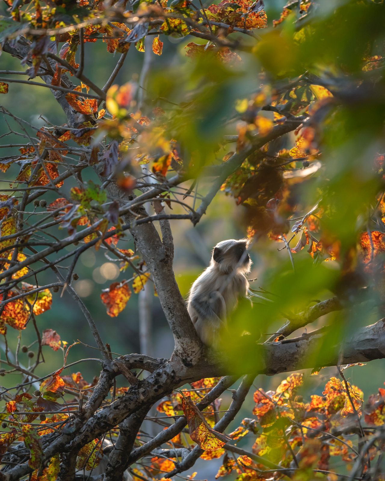 Monkey in Satpura tiger reserve 