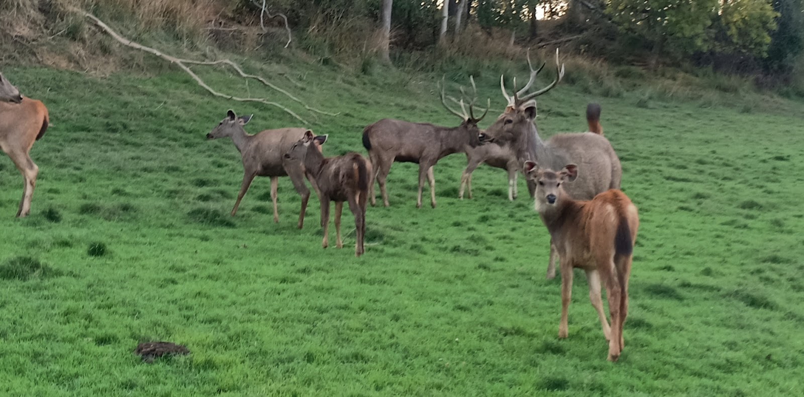 Reindeer in satpura tiger reserve 