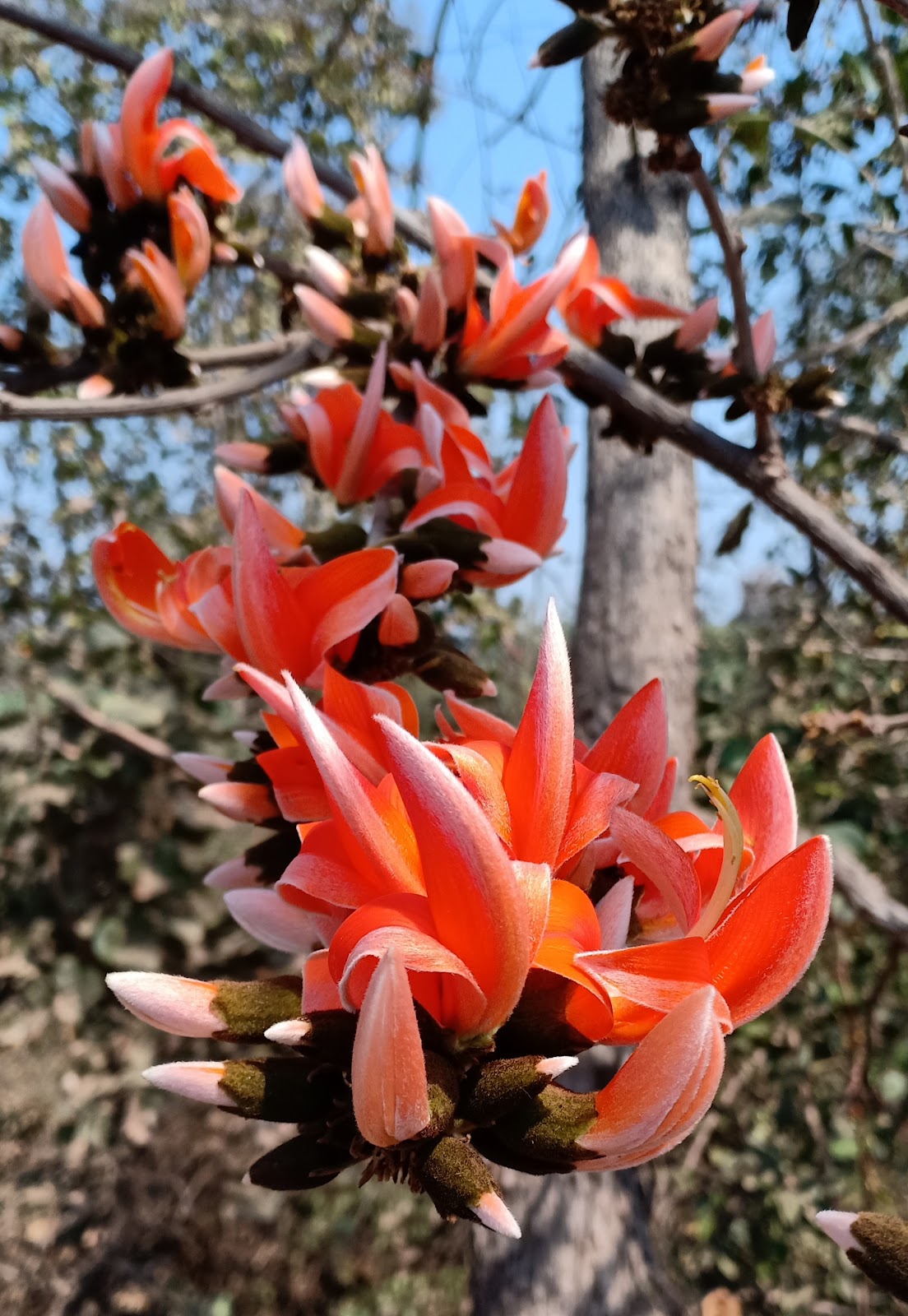 Satpura flowers