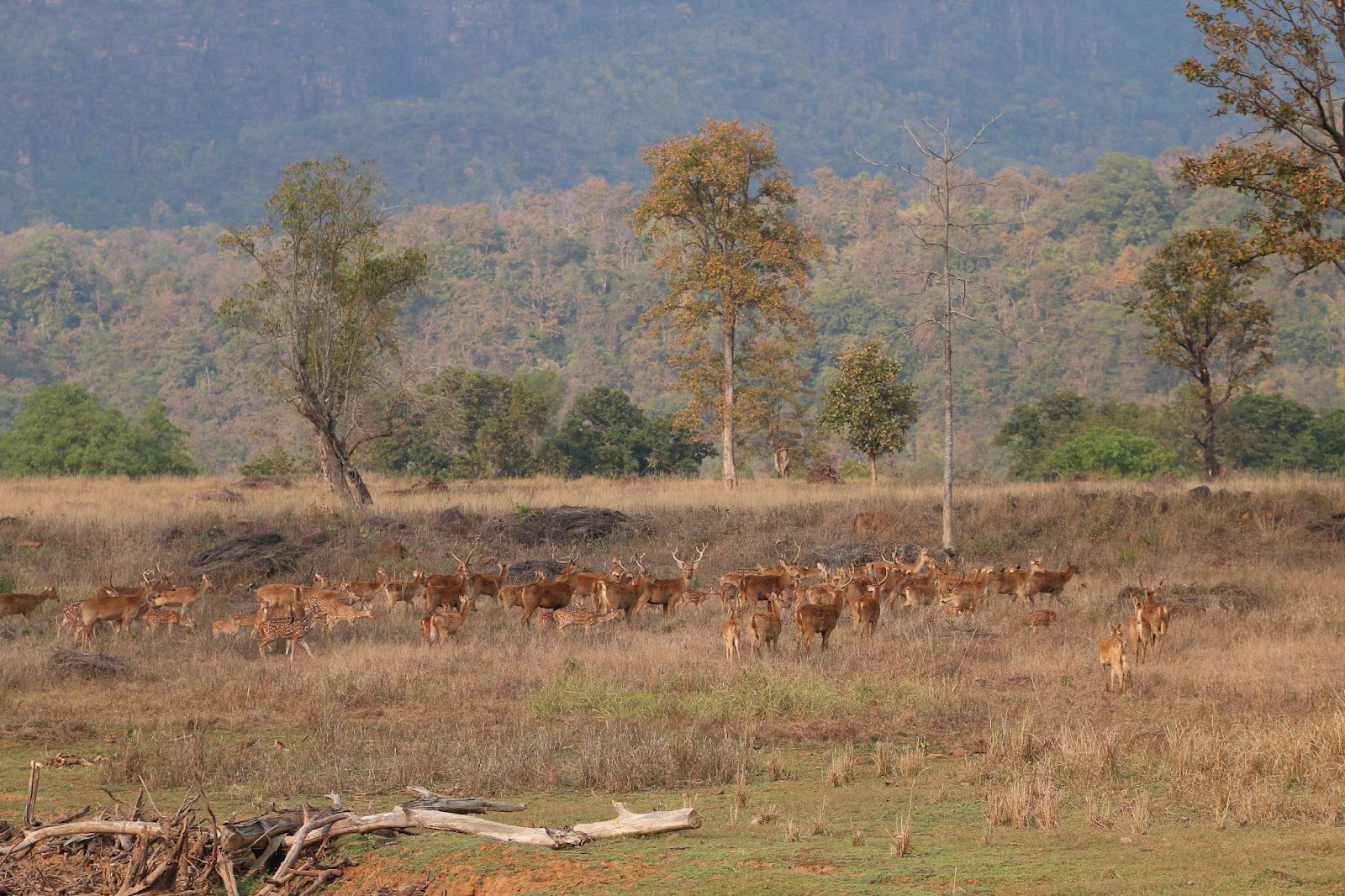 Swamp Deer