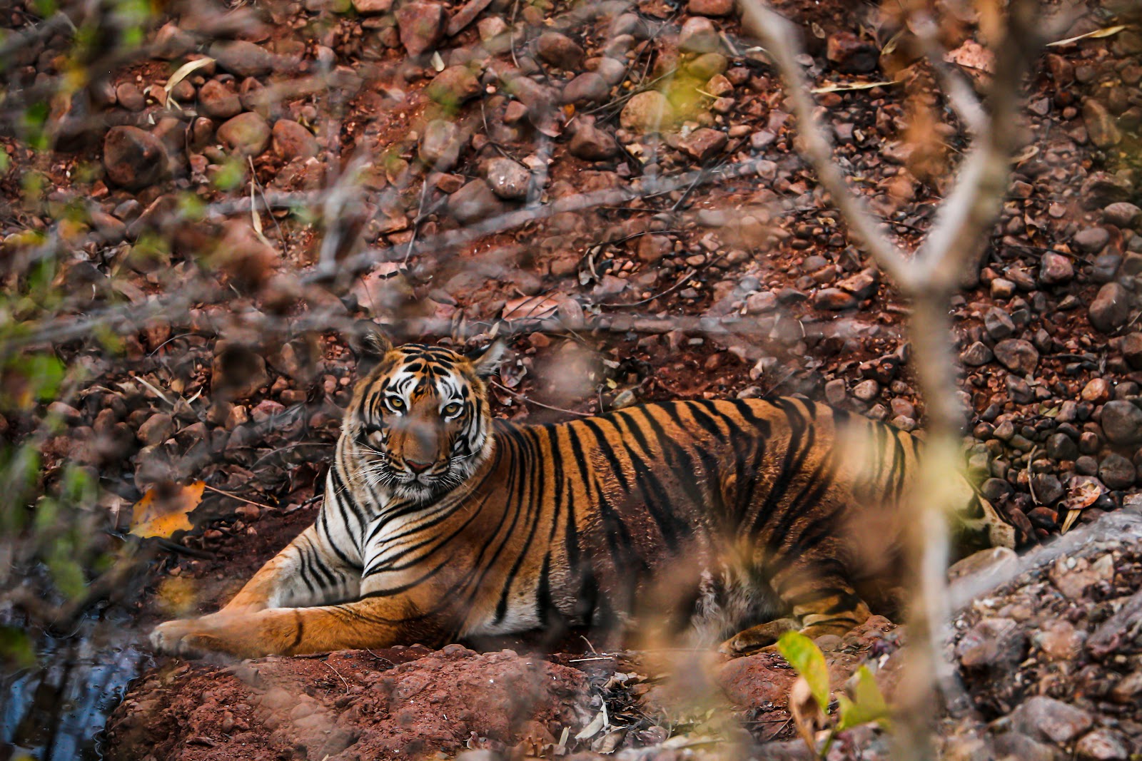 Tiger in Satpura tiger reserve