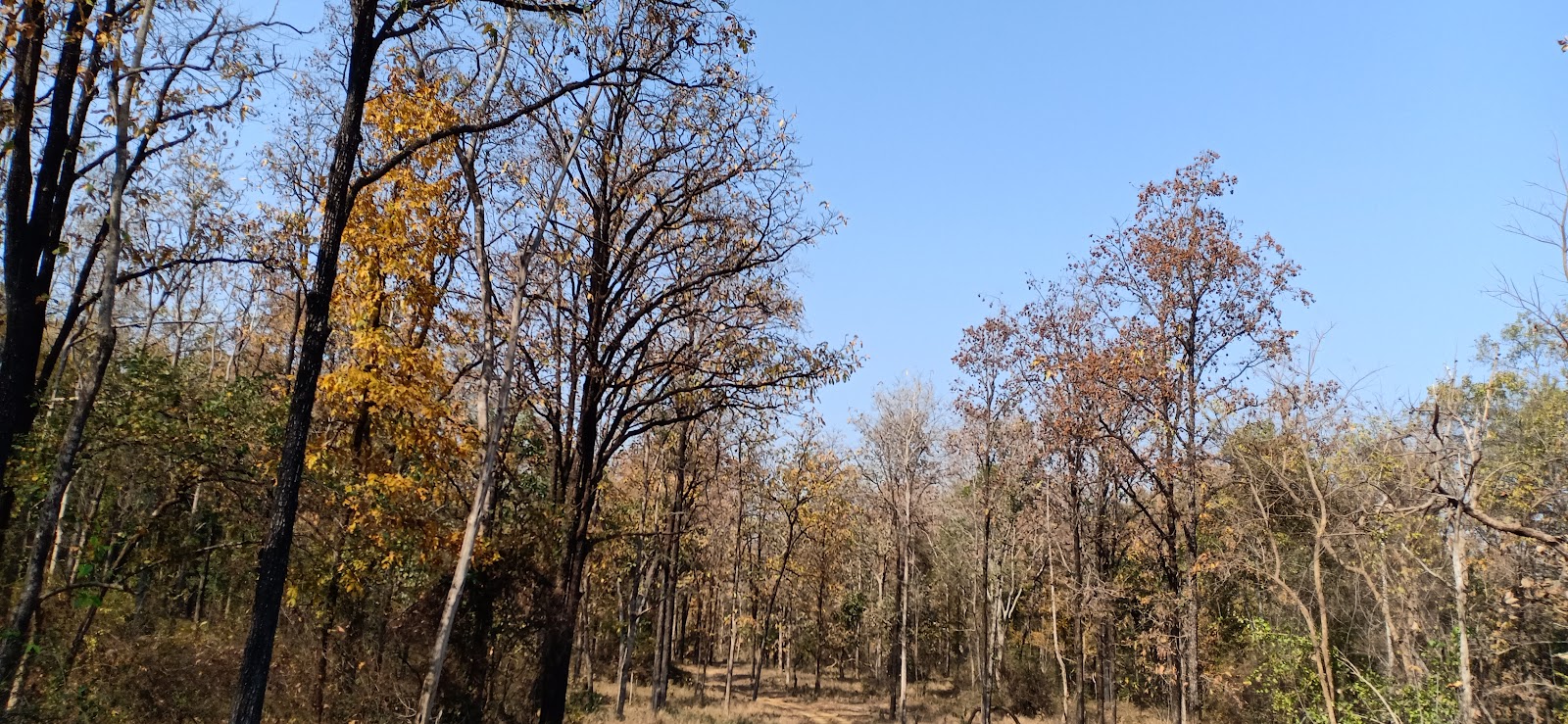 Trees in satpura