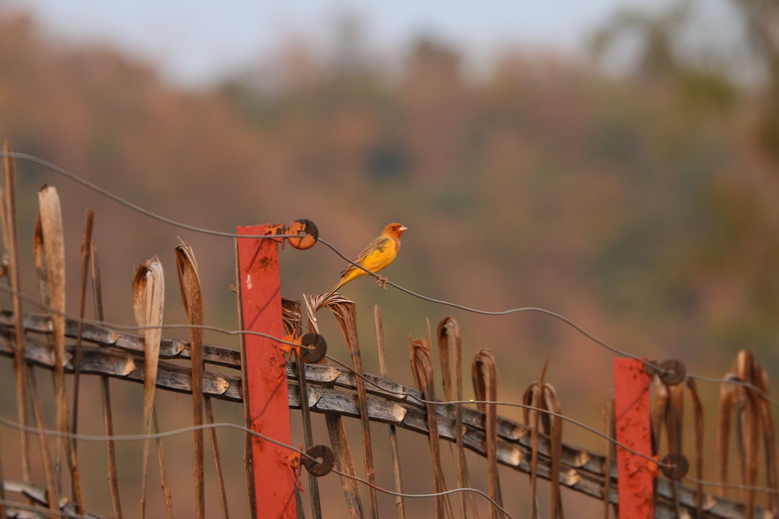 birds in bori