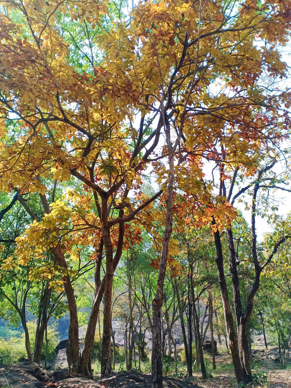 Weather in satpura during Fall 