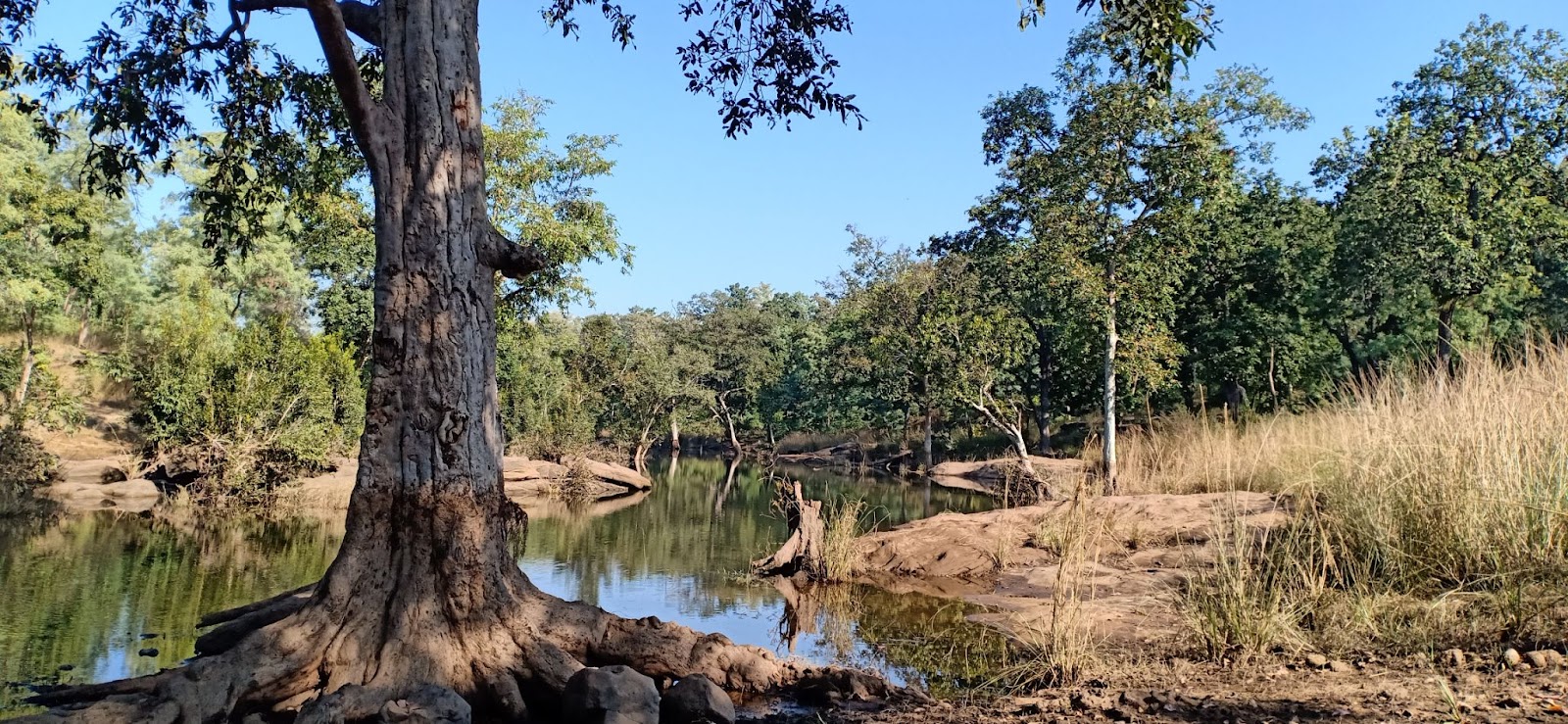 Biodiversity-Forest-conservation