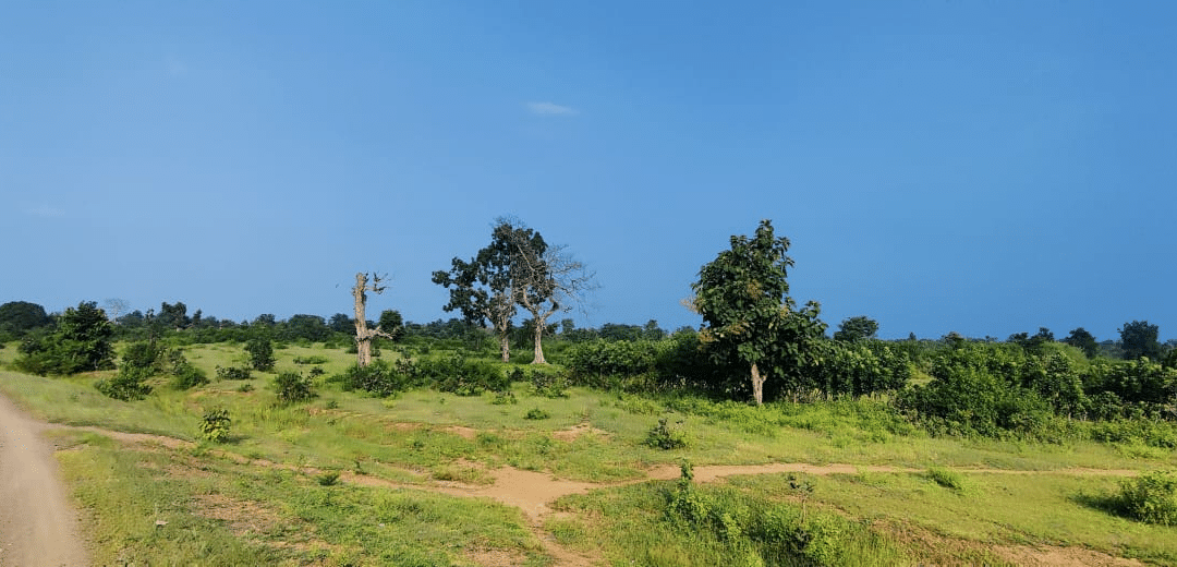 Wildlife Sanctuaries in Madhya Pradesh