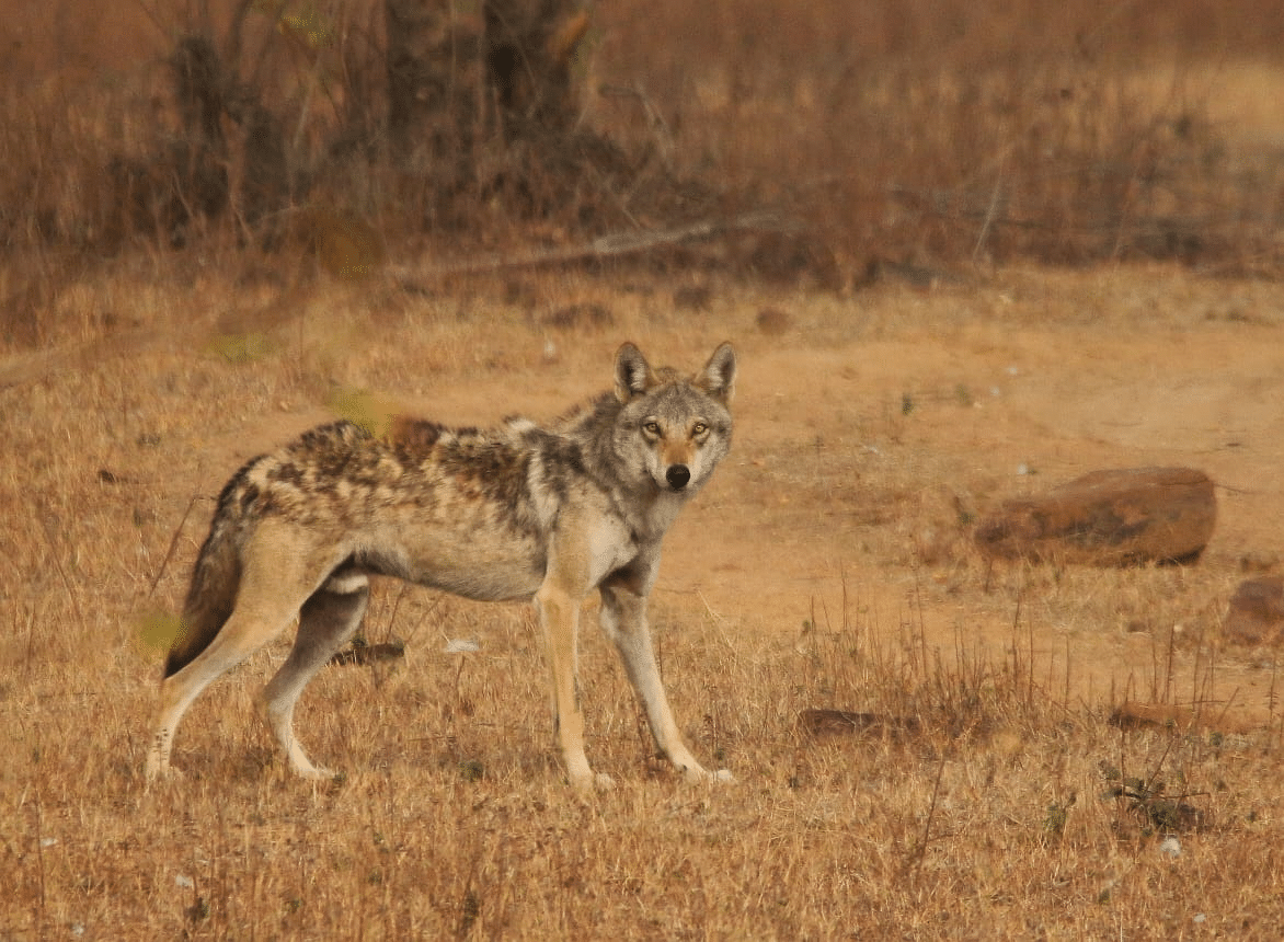 Wolf Sighting in Wildlife